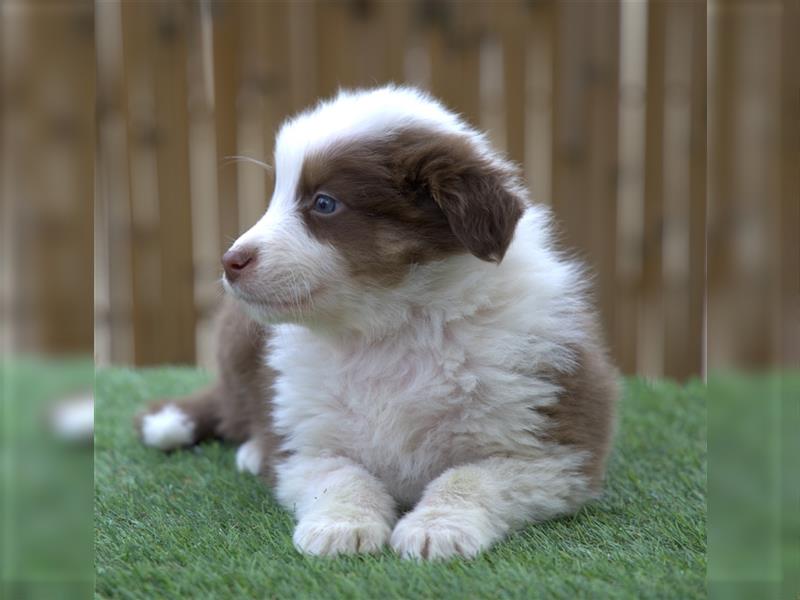 Bildhübsche Australian Shepherd Welpen, reinrassig o.P., red + black tri, blue merle, zu verkaufen