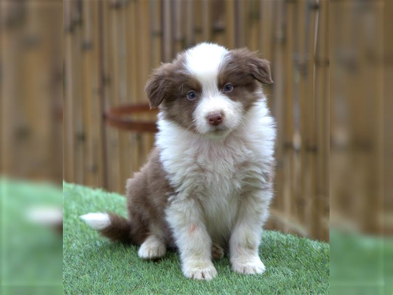 Bildhübsche Australian Shepherd Welpen, reinrassig o.P., red + black tri, blue merle, zu verkaufen