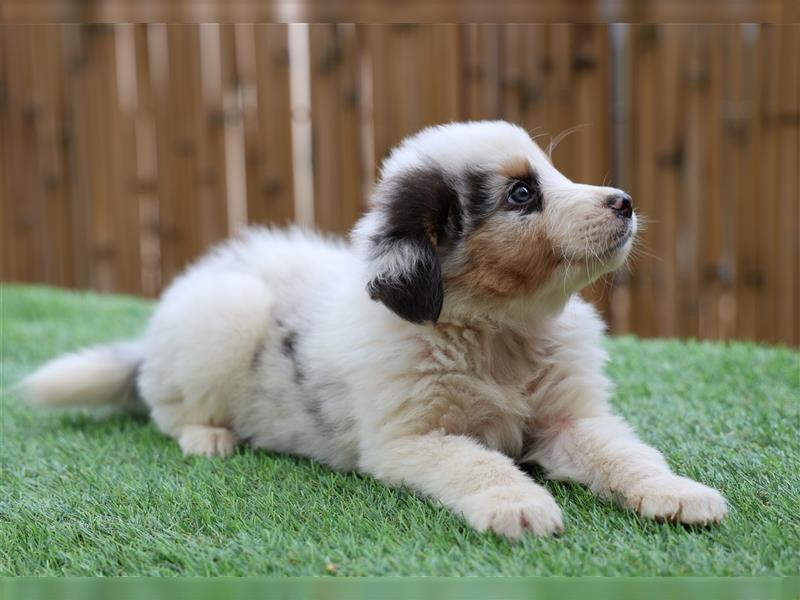 Bildhübsche Australian Shepherd Welpen, reinrassig o.P., red + black tri, blue merle, zu verkaufen