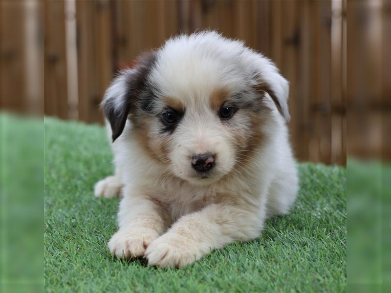 Bildhübsche Australian Shepherd Welpen, reinrassig o.P., red + black tri, blue merle, zu verkaufen