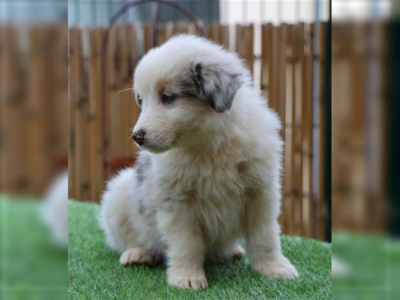 Bildhübsche Australian Shepherd Welpen, reinrassig o.P., red + black tri, blue merle, zu verkaufen