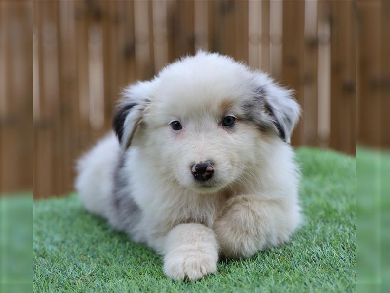 Bildhübsche Australian Shepherd Welpen, reinrassig o.P., red + black tri, blue merle, zu verkaufen