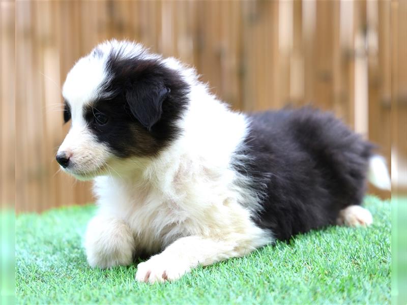 Bildhübsche Australian Shepherd Welpen, reinrassig o.P., red + black tri, blue merle, zu verkaufen