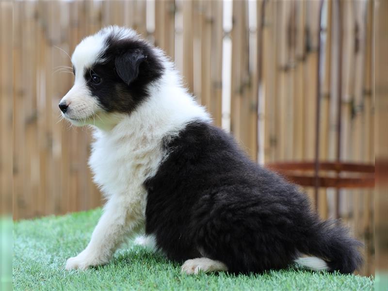 Bildhübsche Australian Shepherd Welpen, reinrassig o.P., red + black tri, blue merle, zu verkaufen