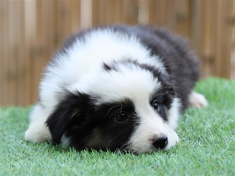 Bildhübsche Australian Shepherd Welpen, reinrassig o.P., red + black tri, blue merle, zu verkaufen