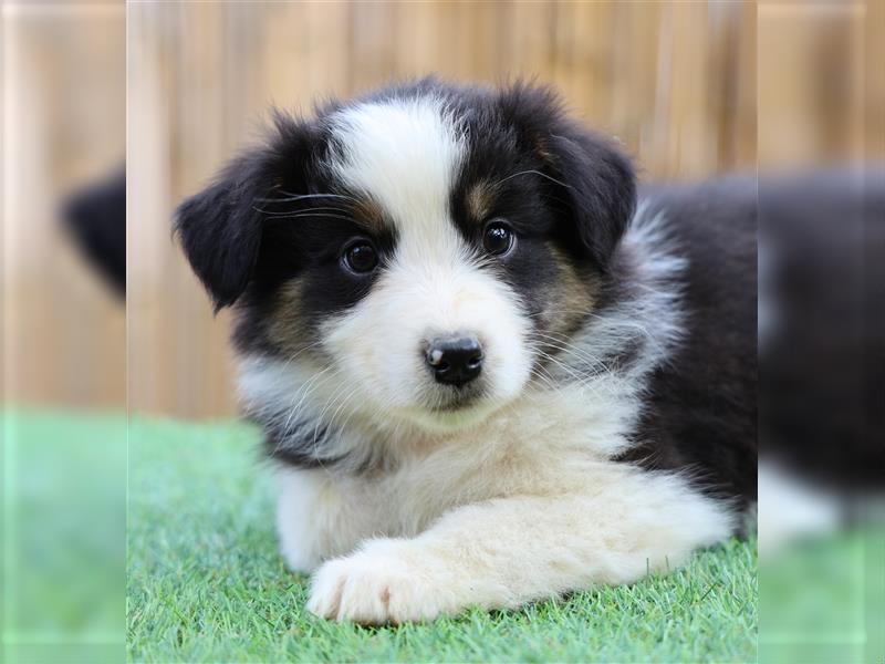 Bildhübsche Australian Shepherd Welpen, reinrassig o.P., red + black tri, blue merle, zu verkaufen