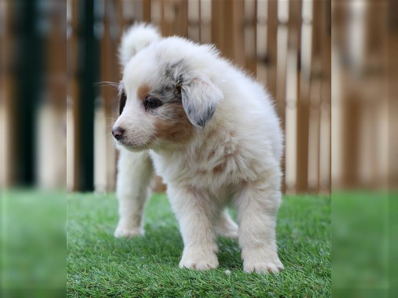 Rüde 1 blue merle