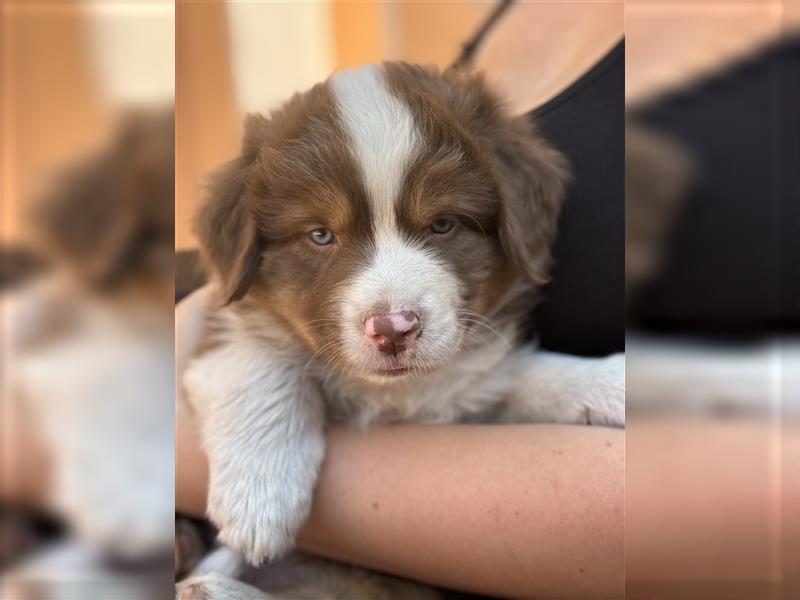 Reinrassige Australian Shepherd Welpen 27.07.2024