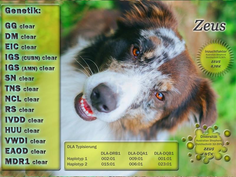 Australian Shepherd Zeus