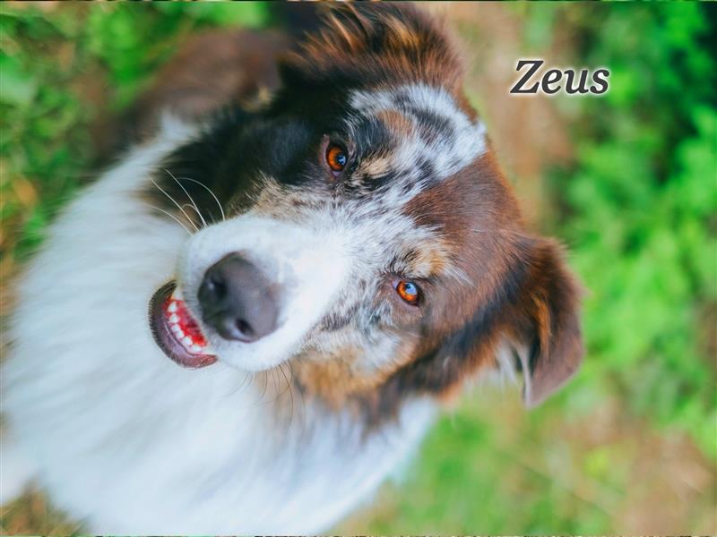 Australian Shepherd Zeus