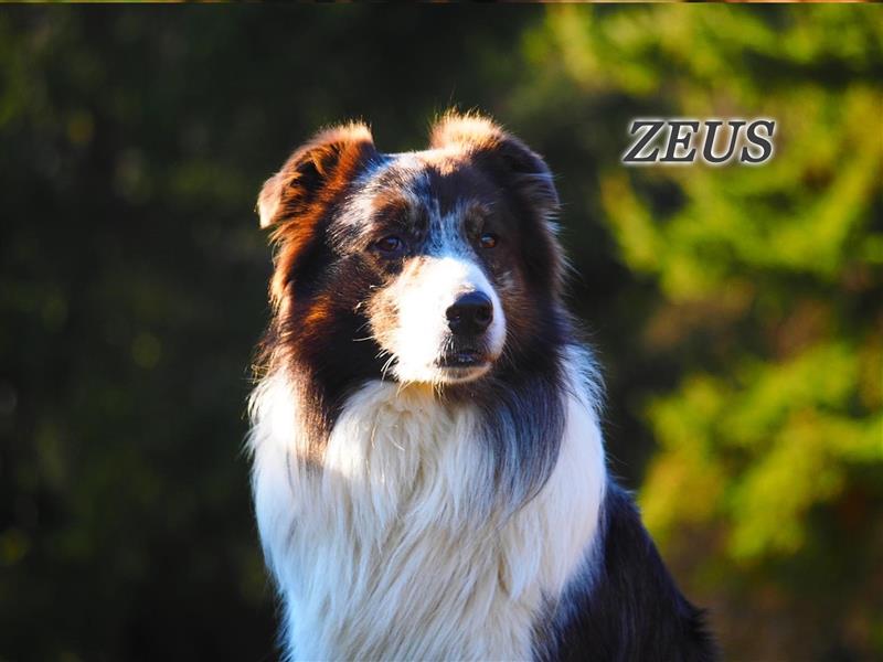 Australian Shepherd Zeus