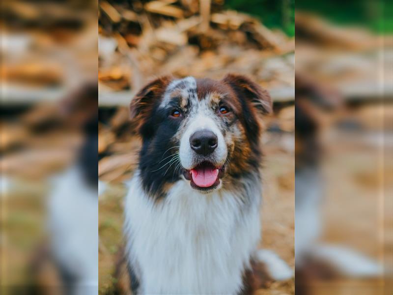 Australian Shepherd Zeus