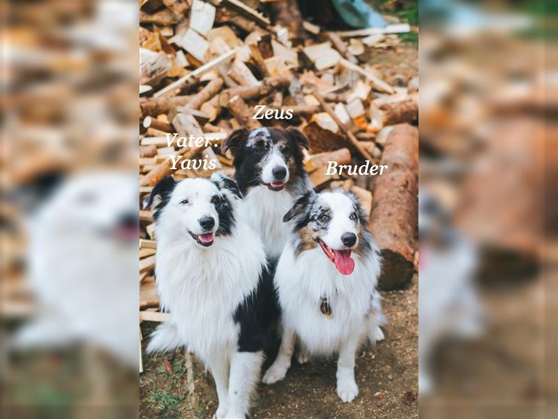 Australian Shepherd Zeus