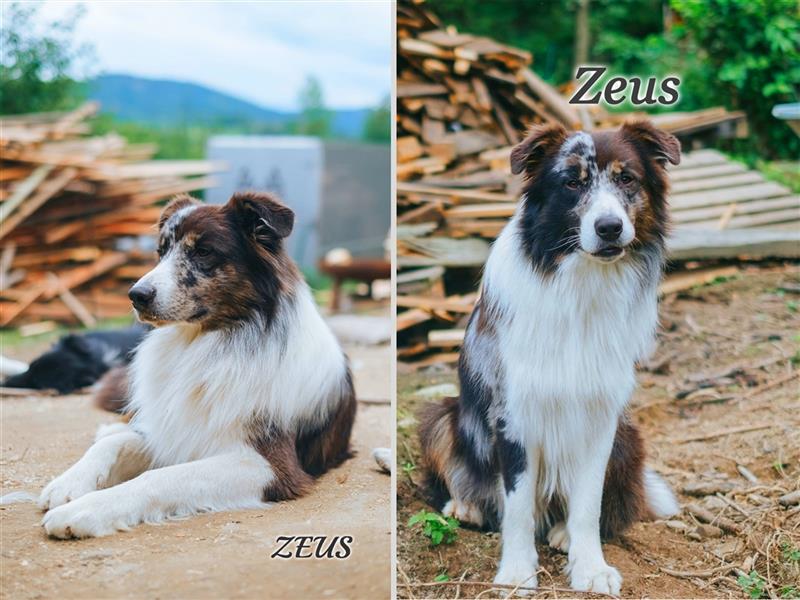 Australian Shepherd Zeus