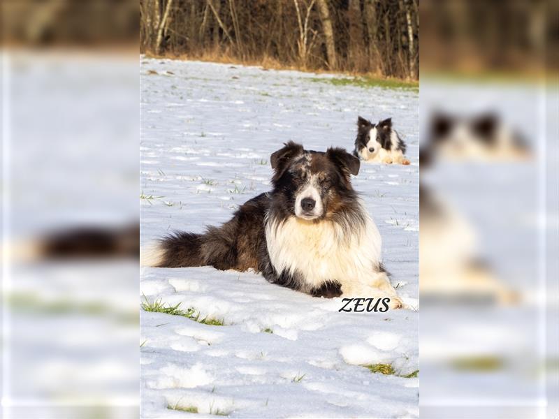 Australian Shepherd Zeus