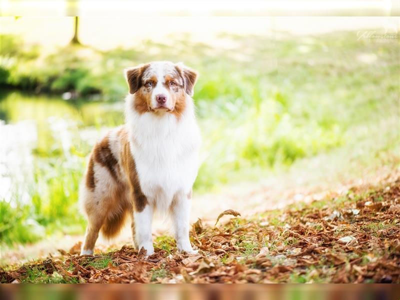 Australian Shepherd Deckrüde Red Merle mit ASCA Papieren "Captain" Therapiehund
