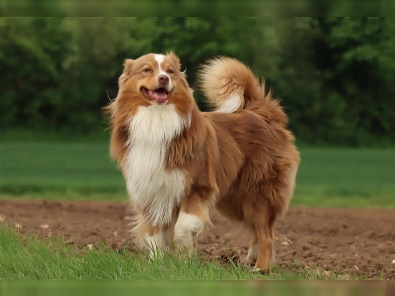 Australian Shepherd Deckrüde mit ASCA Papieren