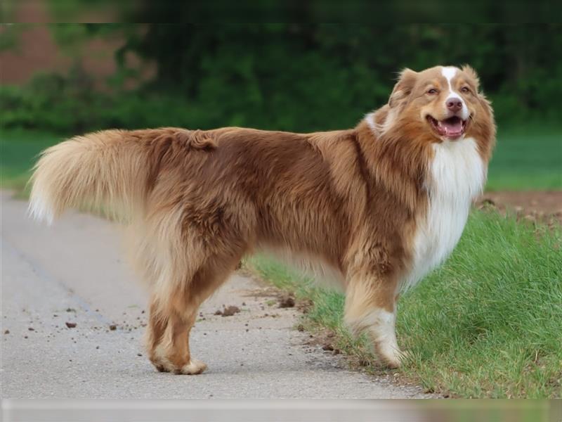 Australian Shepherd Deckrüde mit ASCA Papieren