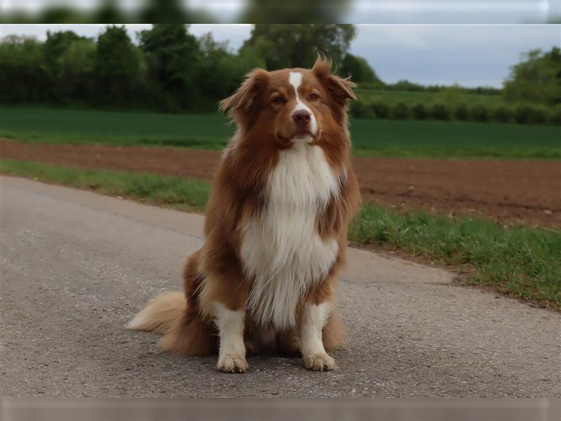 Australian Shepherd Deckrüde mit ASCA Papieren