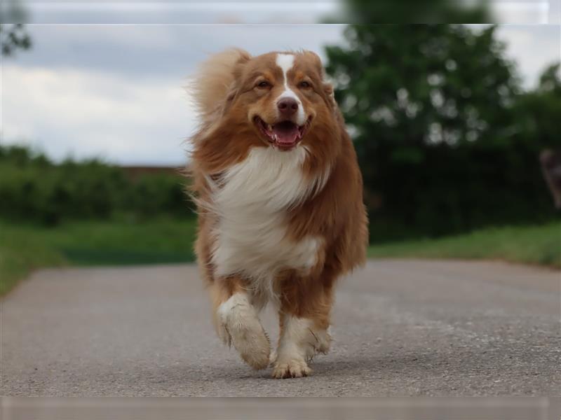 Australian Shepherd Deckrüde mit ASCA Papieren