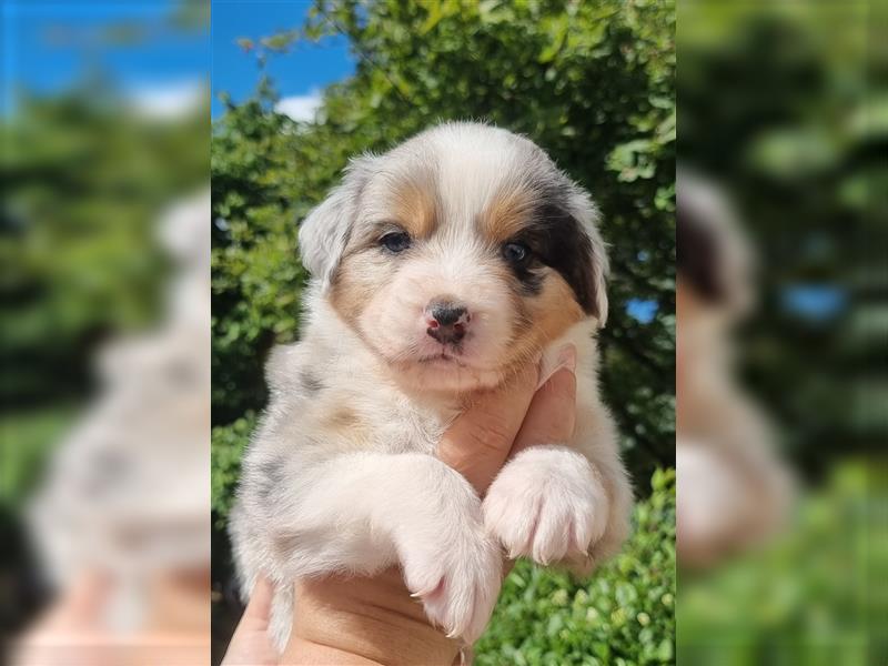 Reinrassige Australian Shepherd Welpen