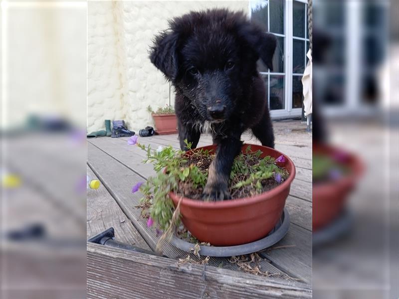 Aussie Schäferhund Welpe