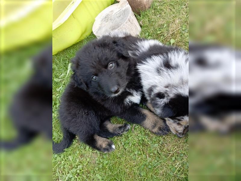 Aussie Schäferhund Welpe