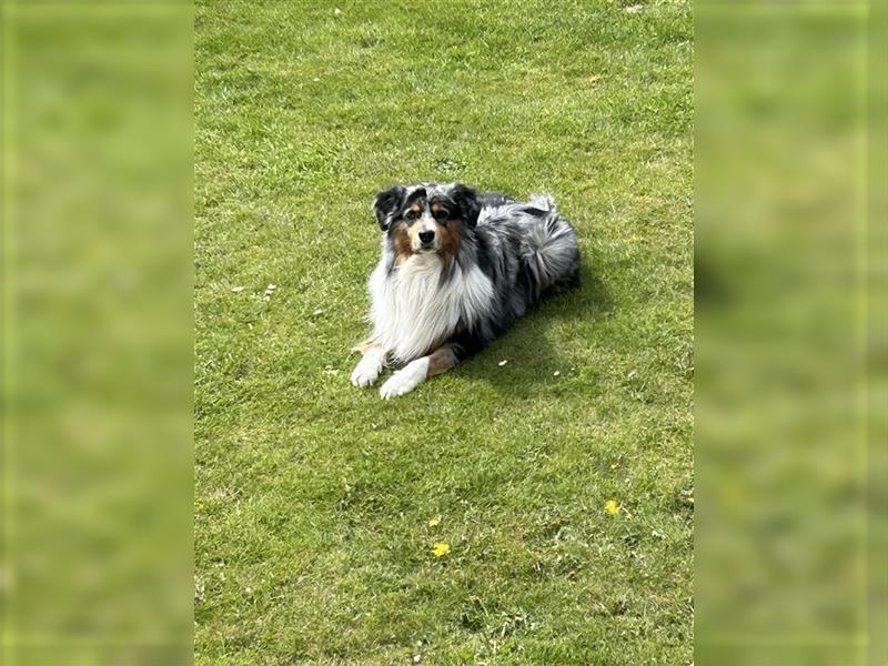 Deckrüde Australian Shepherd