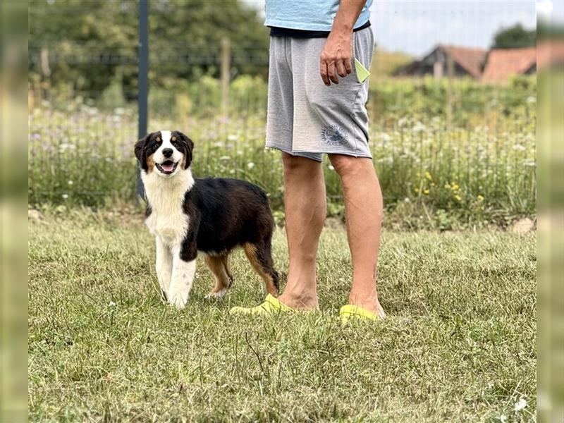 Australian Shepherd Welpen mit FCI Stammbaum