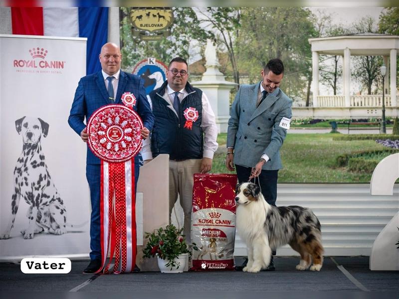 Australian Shepherd Welpen mit FCI Stammbaum