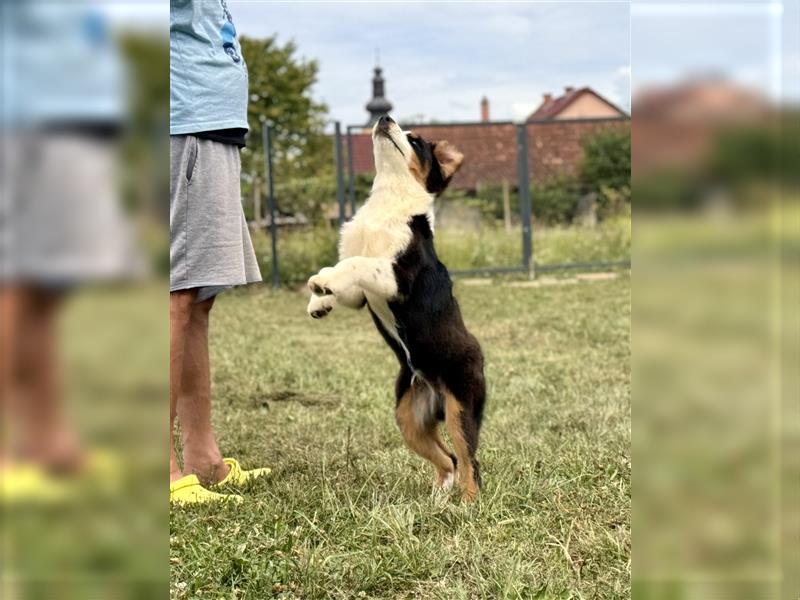 Australian Shepherd Welpen mit FCI Stammbaum