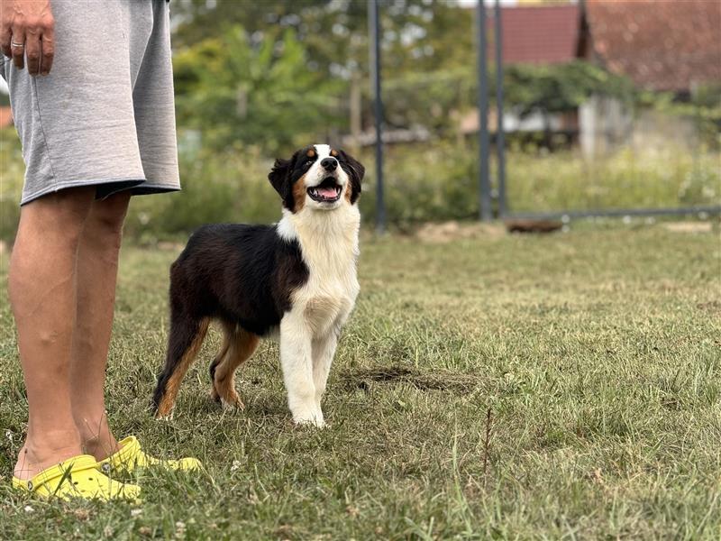 Australian Shepherd Welpen mit FCI Stammbaum