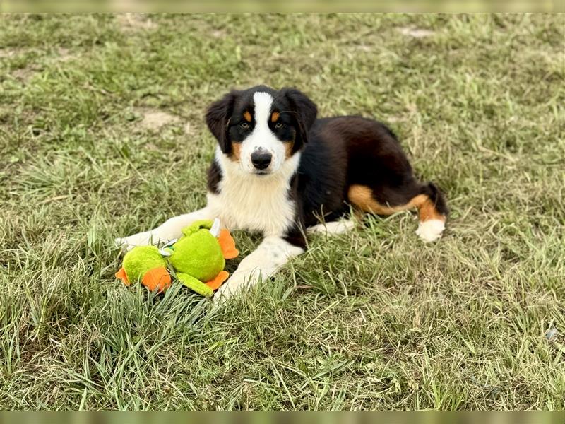 Australian Shepherd Welpen mit FCI Stammbaum