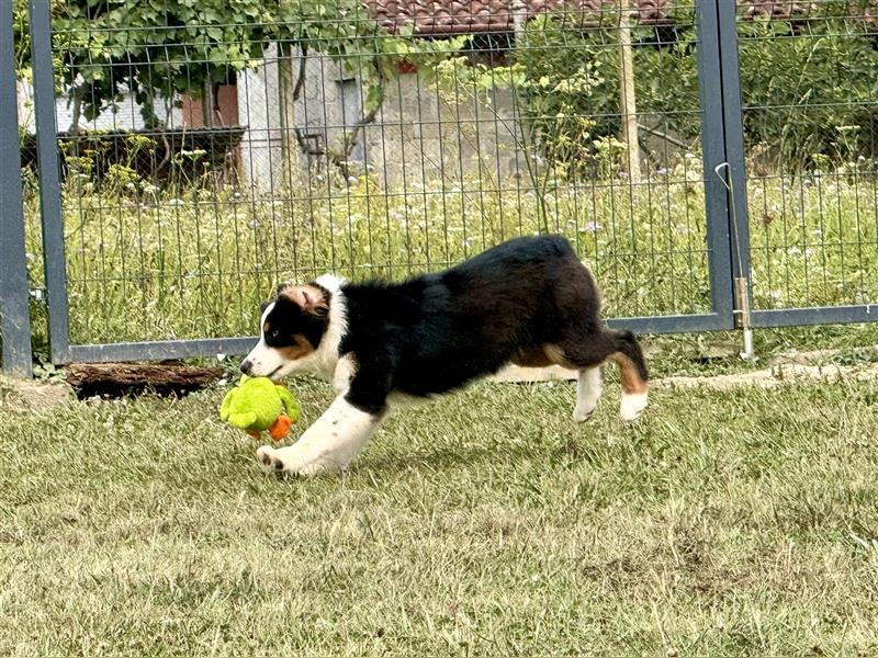 Australian Shepherd Welpen mit FCI Stammbaum