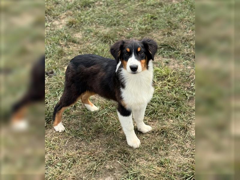 Australian Shepherd Welpen mit FCI Stammbaum