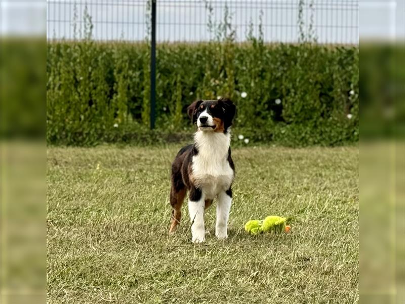 Australian Shepherd Welpen mit FCI Stammbaum