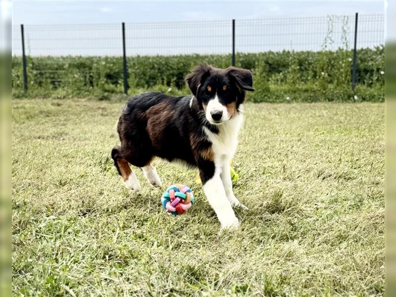 Australian Shepherd Welpen mit FCI Stammbaum