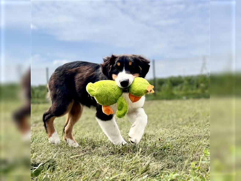 Australian Shepherd Welpen mit FCI Stammbaum