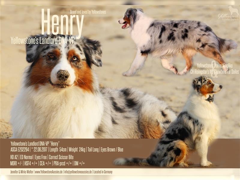Australian Shepherd Deckrüde Blue Merle mit ASCA Papieren USA Linie "Henry" Therapiehund