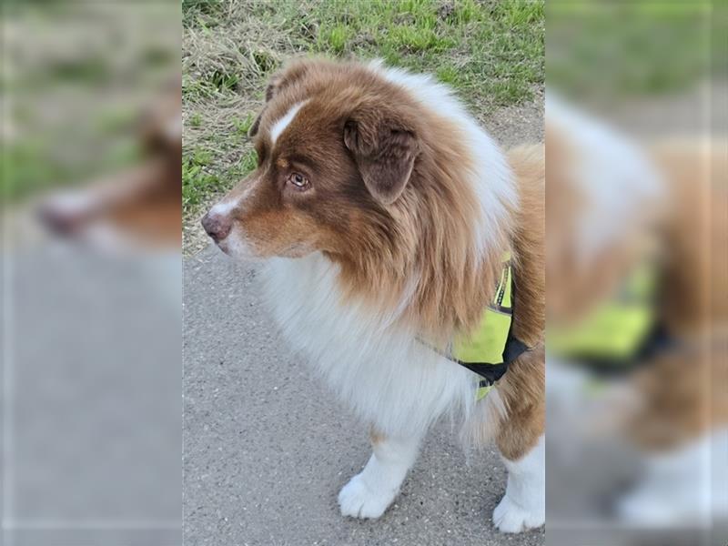 Australian Shepherd Deckrüde, ASCA , DNA VP, red tri, FREI von Gendefekten