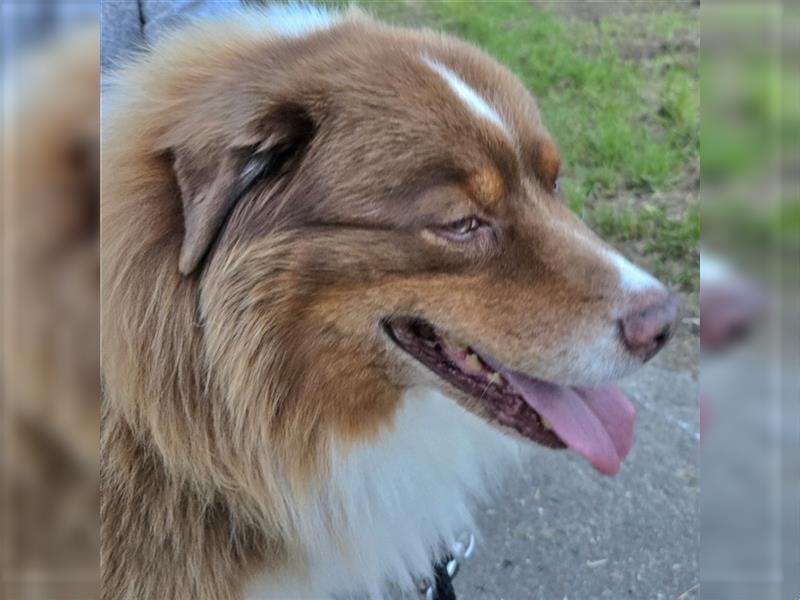 Australian Shepherd Deckrüde, ASCA , DNA VP, red tri, FREI von Gendefekten