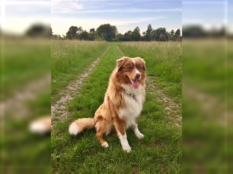 Australian Shepherd Deckrüde, ASCA , DNA VP, red tri, FREI von Gendefekten