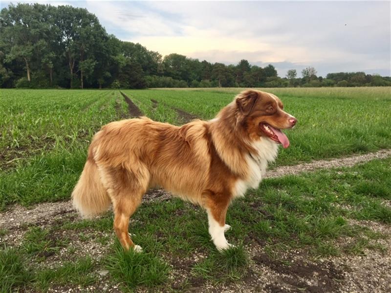 Australian Shepherd Deckrüde, ASCA , DNA VP, red tri, FREI von Gendefekten