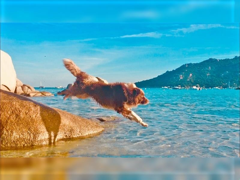 Australian Shepherd Deckrüde, ASCA , DNA VP, red tri, FREI von Gendefekten