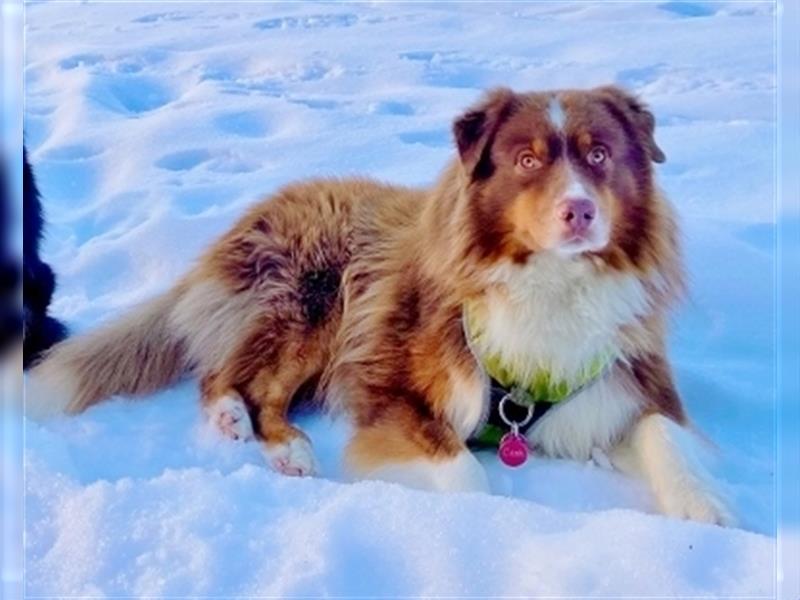 Australian Shepherd Deckrüde, ASCA , DNA VP, red tri, FREI von Gendefekten