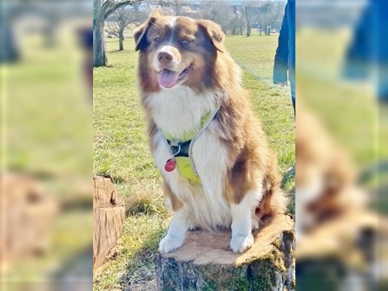 Australian Shepherd Deckrüde, ASCA , DNA VP, red tri, FREI von Gendefekten