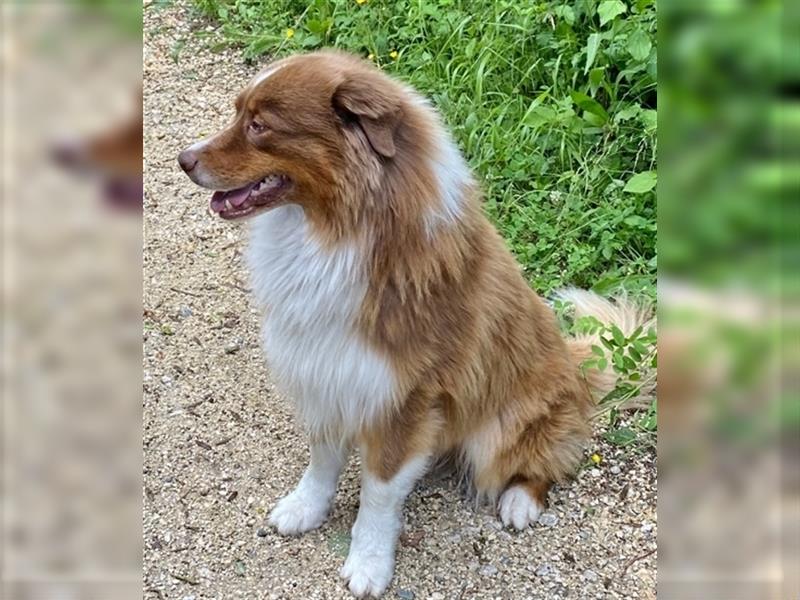 Australian Shepherd Deckrüde, ASCA , DNA VP, red tri, FREI von Gendefekten