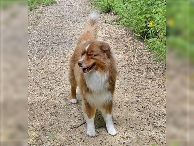 Australian Shepherd Deckrüde, ASCA , DNA VP, red tri, FREI von Gendefekten