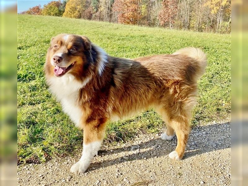 Australian Shepherd Deckrüde, ASCA , DNA VP, red tri, FREI von Gendefekten