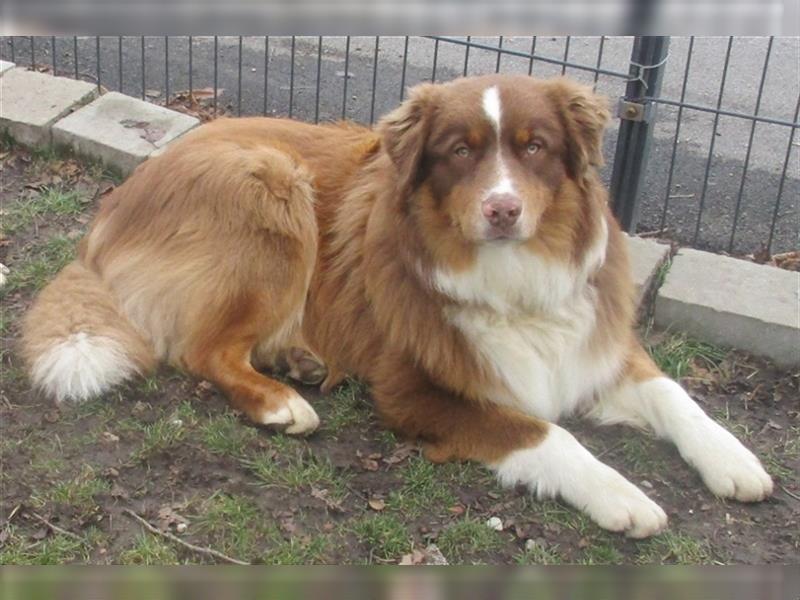 Australian Shepherd Deckrüde, ASCA , DNA VP, red tri, FREI von Gendefekten